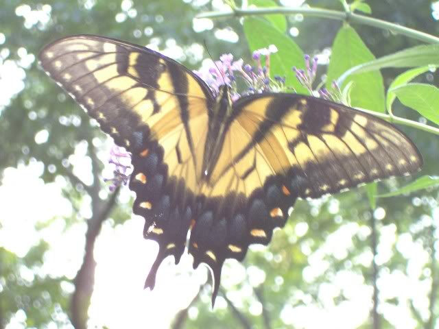 Papilio glaucus (aberrant heavy black, live, OddTiger2) (Internet Image property of respective owner, non-commercial use only)